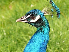 孔雀,孔雀鳥,鳥
