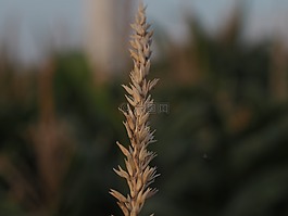 耳,长子,谷物