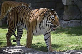 虎,停止,動(dòng)物園