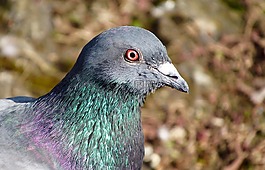 鳥,特寫,鳥嘴