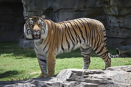 虎,停止,動(dòng)物園