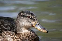 鳥,鴨,水
