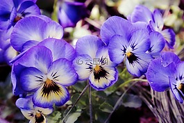 鮮花,花園,紫羅蘭