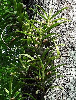 acampe praemorsa,兰花,附生植物的