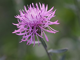 花,性質(zhì),愛情