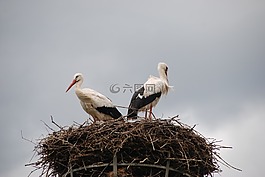 鳥,鸛,巢