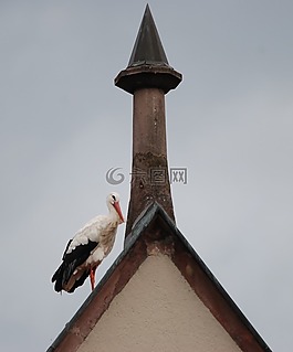 鳥,鸛,屋頂