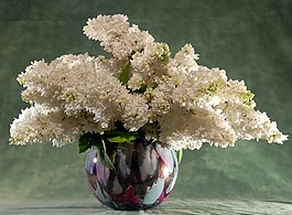 紫丁香,花束,鮮花