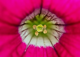 花,性質(zhì),雌蕊
