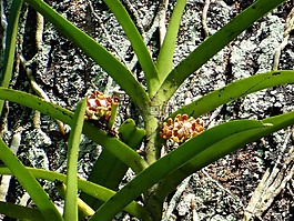 acampe praemorsa,兰花,附生植物的