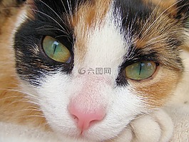 貓,貓咪,寵物