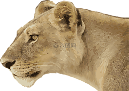 母獅,動物,野生