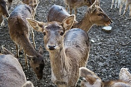 獐鹿,動(dòng)物,性質(zhì)