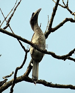 印度灰色犀鳥,ocyceros birostris,鳥