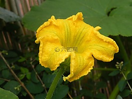 南瓜花,收獲,感恩節(jié)