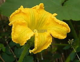 南瓜花,收獲,感恩節(jié)