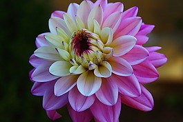 花,花的,菊花