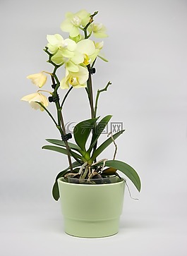 廠,花,葉子