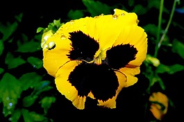 潘茜,花,開花