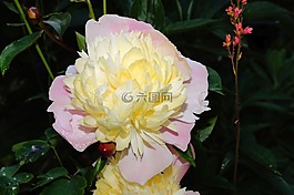花,開花,牡丹