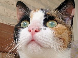 貓,貓咪,寵物