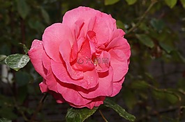 玫瑰,開花,花