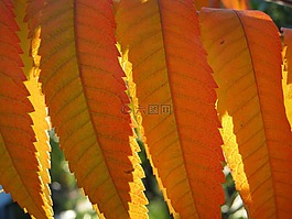 葉子,秋季,出現(xiàn)