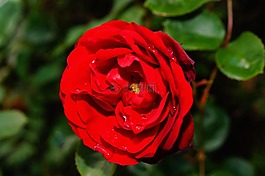 玫瑰,鮮花,開花