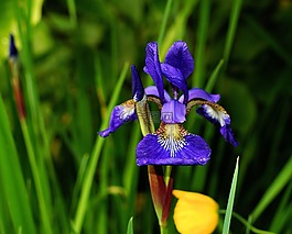 花,鸢尾花,蓝色
