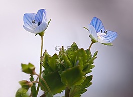 廠,性質(zhì),活