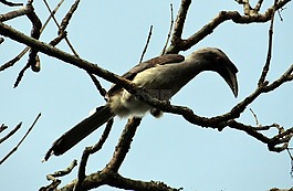印度灰色犀鳥,ocyceros birostris,鳥