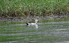 棉花矮小鵝,棉鳧,nettapus coromandelianus