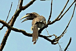 印度灰色犀鳥,ocyceros birostris,鳥