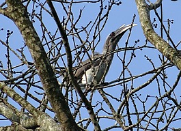 印度灰色犀鳥,ocyceros birostris,鳥