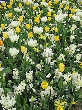 郁金香,鮮花,草地