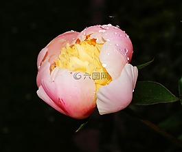 花,開花,牡丹