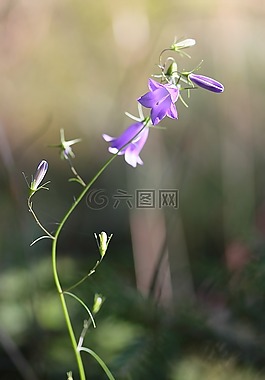 桔梗,野花,夏季