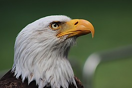 阿德勒,動物,鳥