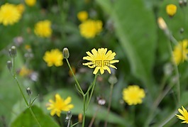 蒲公英花,黃色,性質(zhì)
