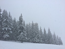 景觀,冬季,雪