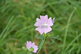 花,花園,性質(zhì)