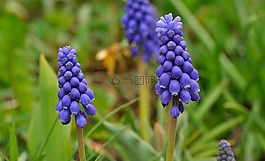 muscari,花,春天的花