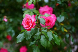 花,開(kāi)花,玫瑰