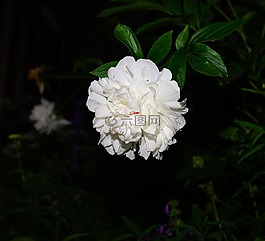 開花,花,牡丹