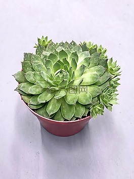 多汁,植物,绿色