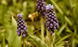 muscari,花,春天的花