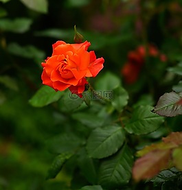 花,開花,玫瑰