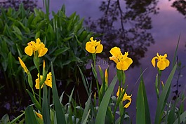黄色鸢尾花,鲜花,春