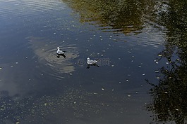 海鷗,湖,公園