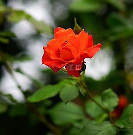 花,開花,玫瑰